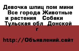 Девочка шпиц пом мини - Все города Животные и растения » Собаки   . Тульская обл.,Донской г.